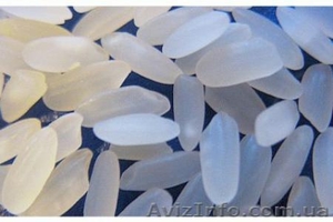 Продам крымский рис сорт Хазар,  Украина #426811