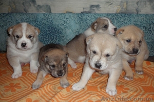 Продам щенков алабая - северо-кавказского волкодаваГ. Винница #444257