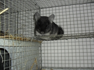 Продам шиншилл,  семьи 4+1,  2+1 #430617