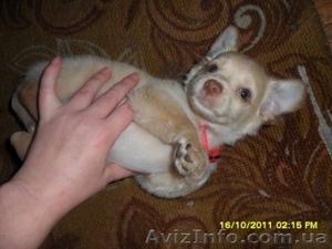 Отдам щенка-девочку в хорошие руки. #431674