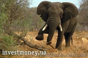 Продается действующая туристическая фирма.  #453222