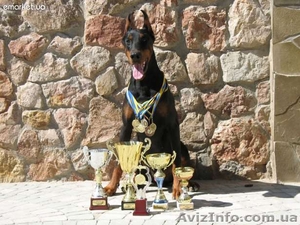 Щенки добермана от тутулованных родителей #450440