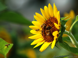 семена подсолнуха, кукурузы #436399