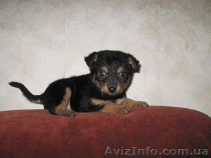 Отдам в хорошие руки щенка #428627