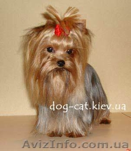 Кобели для вязок йорки экстра-мини! #444125