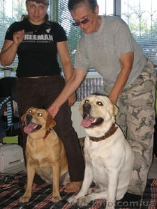 Щенки лабрадорчики #442278