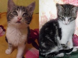 Отдам кошечку в хорошие руки. #437533
