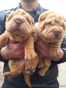 продам щенков Китайского Шарпея #431429