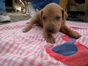 щенки африканской легавой #427560