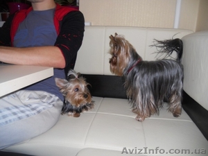 Качественная вязка! ЙОРК! #432532