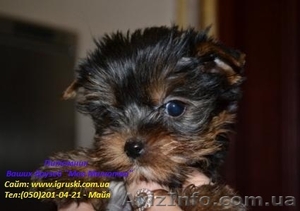 Щенки йоркширского терьера экстра-мини #438976