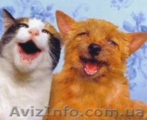 Приют для животных #447528