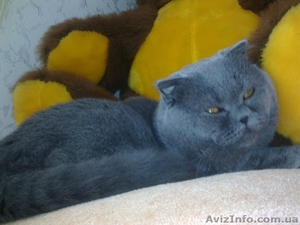 Вязка шотландец #440677