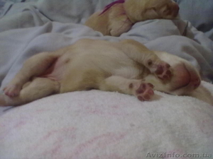  лабрадор,  продажа щенков #473705