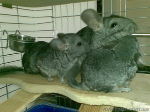 Шиншиллы (1 мальчик) #460463