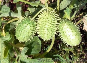 семена овощных,  пряновкусовых,  редких культур #458695