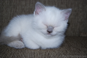 колор-страйт(лилак) #482342