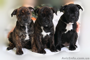 Стаффордширского бультерьера щенки #482581