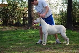 щенки аргентинского дога (эксклюзивный помет) #478899