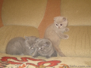 Британские короткошерстные милашки #474125