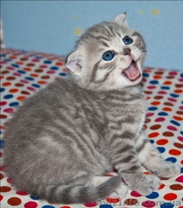 Котята,  приносящие удачу! #467452