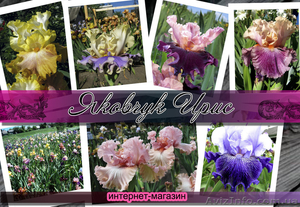продажа ирисов и лилейников интернет-магазин 