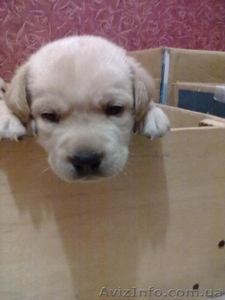 продам щеночков лабрадора #465496