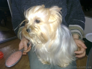 Йорк-мини щенок #470321