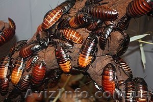 Мадагаскарский таракан #479435