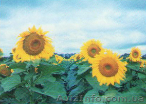 Семена подсолнечника,  кукурузы,  пшеницы. #469953