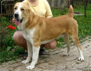 Алиментный щенок САО (алабай) #461952