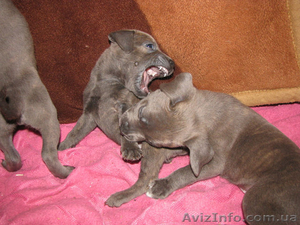 Щеночки Ам.Стаффа #464914