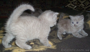 продам элитных британских котят #477028