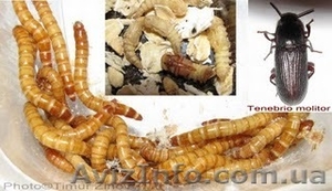 мучной червь или хрущак #479433