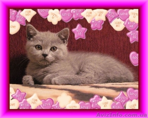 Британский плюшевый котенок,  Салтовка #464616