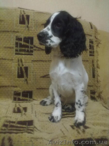 Продаю щенков русского спаниелей. #473429