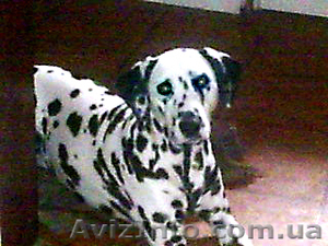 Вязка-Кобель-Далматин #463080