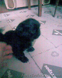 продам щенков пекинеса мальчики #462675