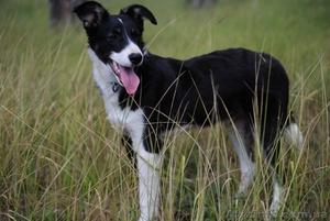 Пес-компаньон ищет самого лучшего хозяина! #457171