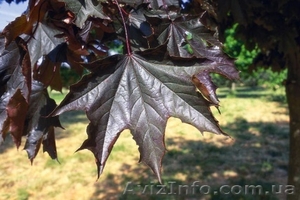 Саженцы клёна: леопольди,  фламинго,  одессанум,  друммонди,  Кримсон Кинг #457066