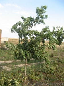 Саженцы акации: «Фризия»,  лиловая,  спиральная Тортуоза,  ленкоранская,  Софора  #457057