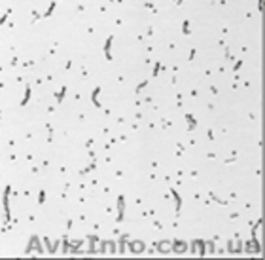 Подвесной потолок Армстронг цена купить в Киеве (044) 383-26-13 #461802