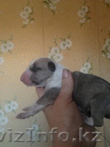 Бультерьерки!!!! #466845