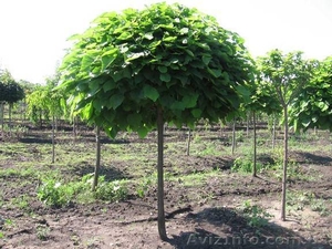 Саженцы: Катальпа бигнониевидная специоза,  «нана». #457062