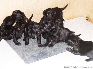 Щенки ризеншнауцера от рабочих родителей #458459