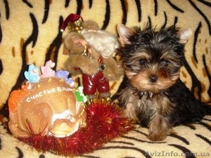 Красивые йорики #471464