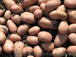 Семенной и крупный картофель #464045