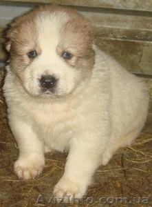 Продаются щенки кавказской овчарки  #169430