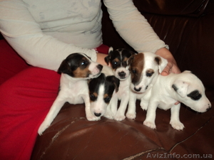 Фокстерьер гладкошерстный.Щенки #481836