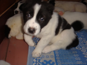 Лучший новогодний подарок  #465541